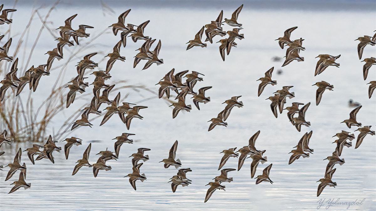 Dunlin