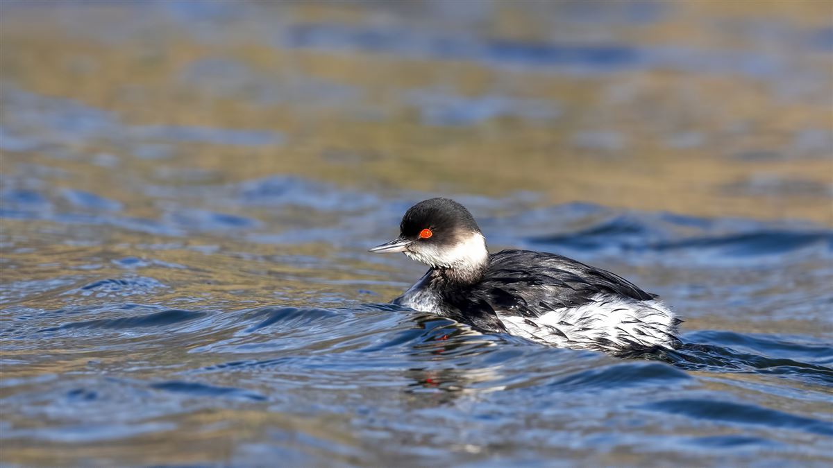 Black-necked Grebe