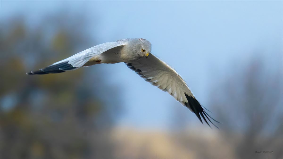 Hen Harrier