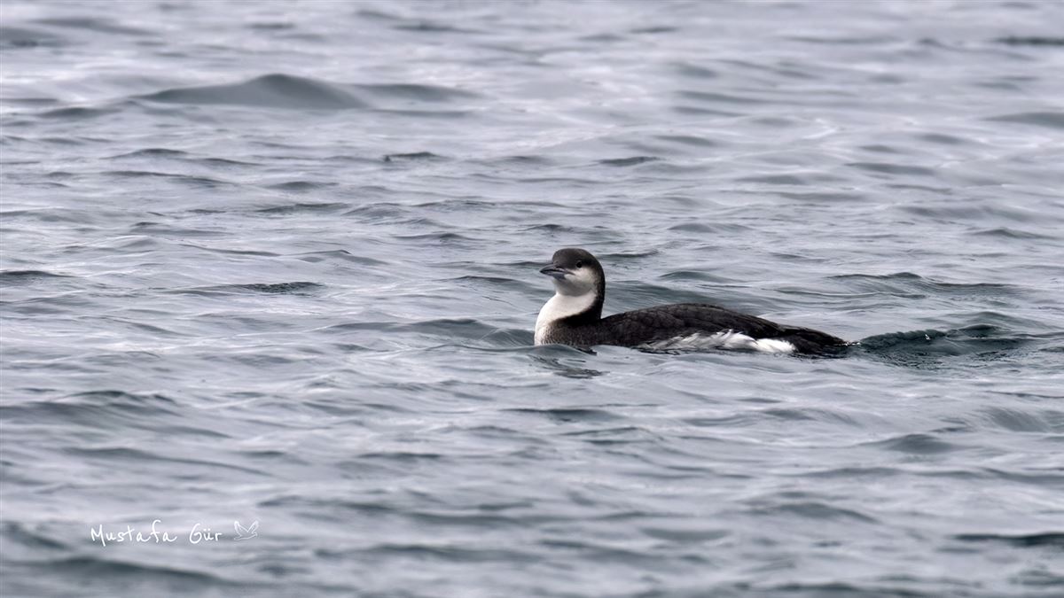 Black-throated Loon