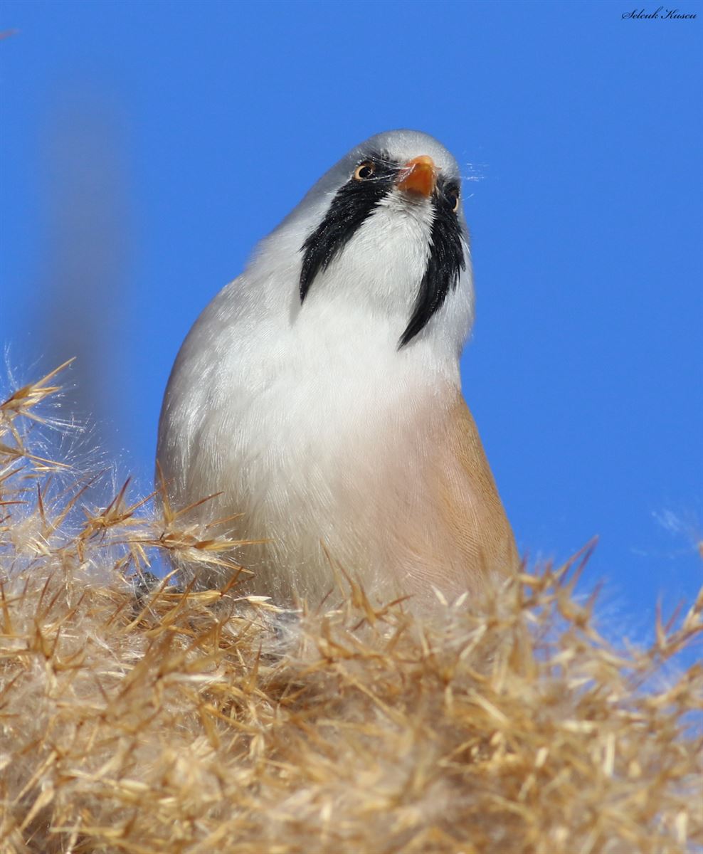 Bearded Reedling