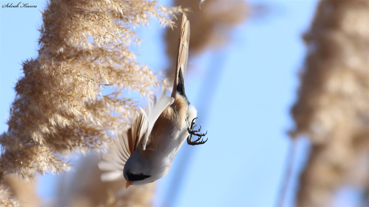 Bearded Reedling