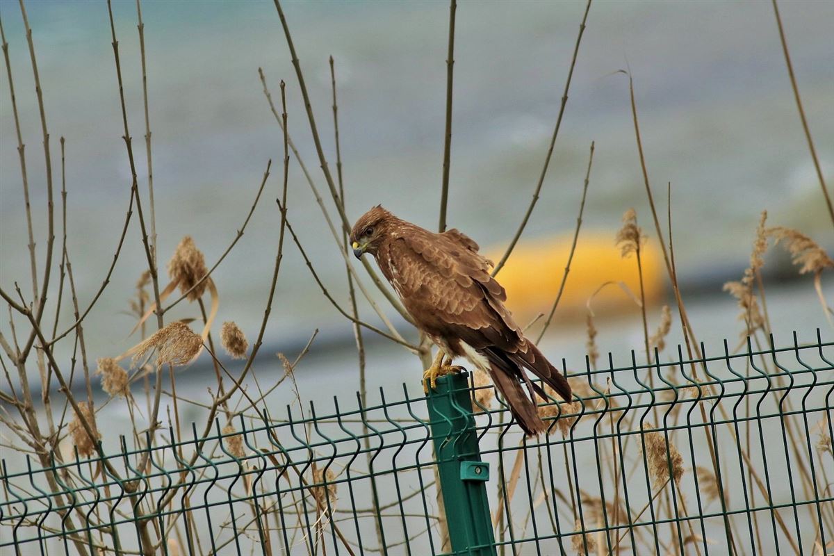 Common Buzzard