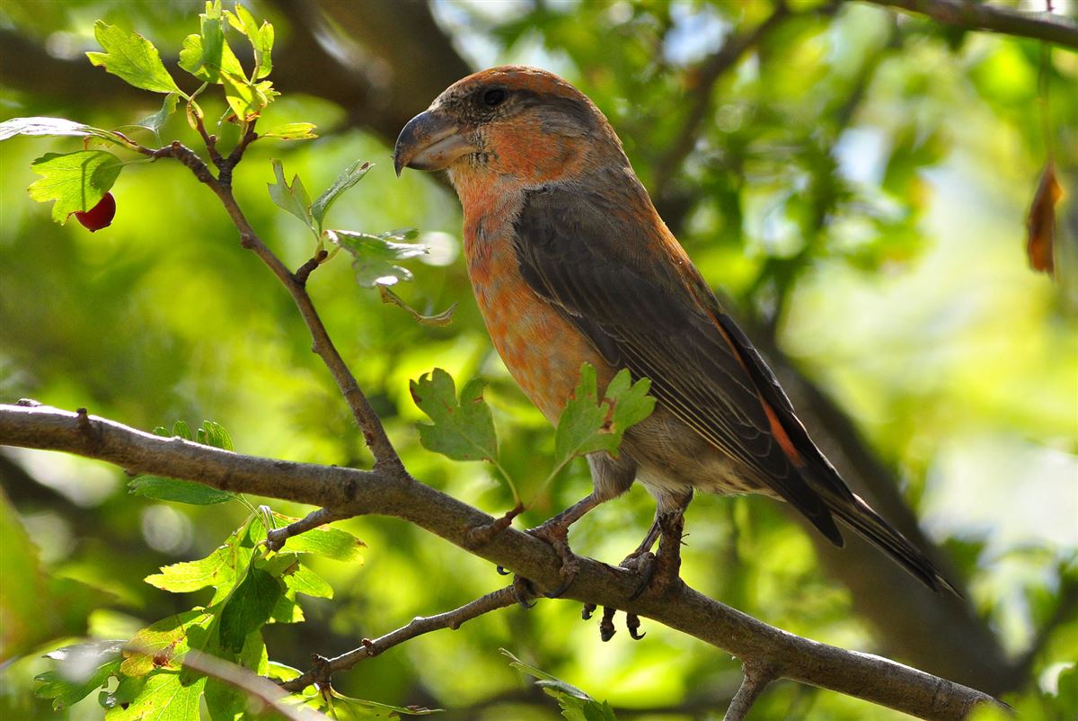 Red Crossbill