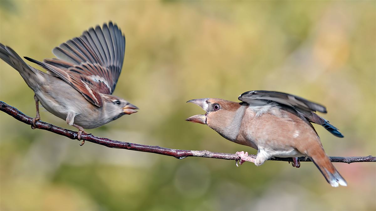 Hawfinch