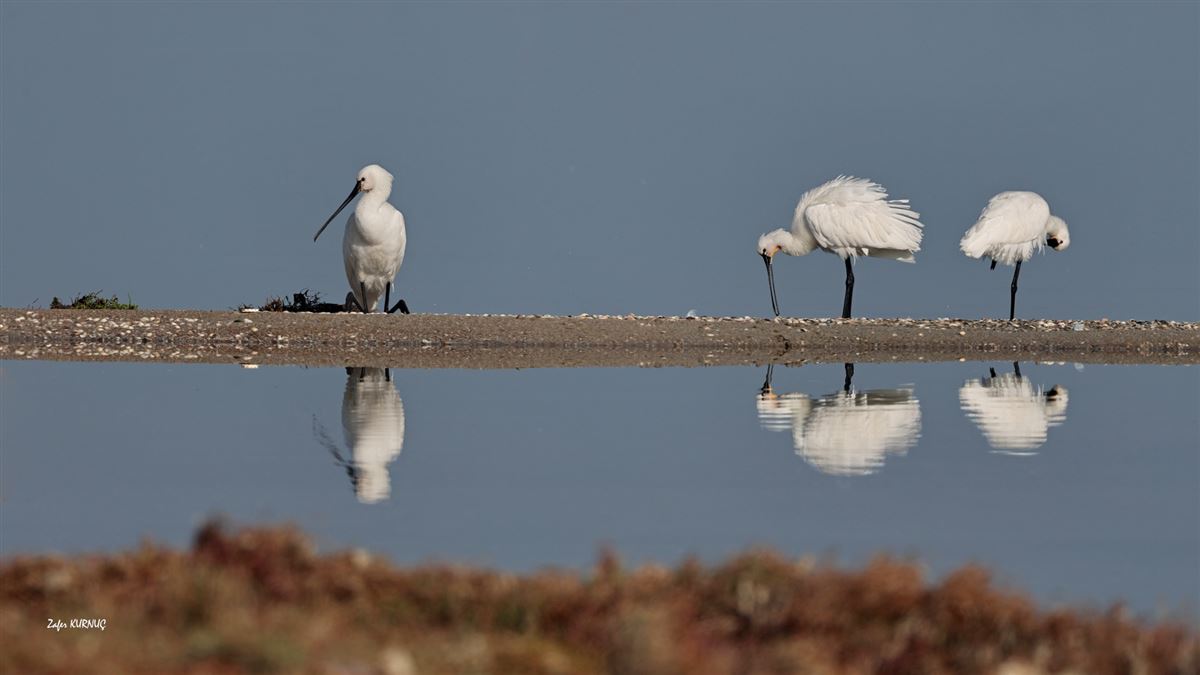 Eurasian Spoonbill
