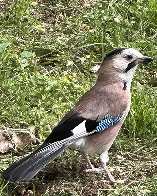 Eurasian Jay