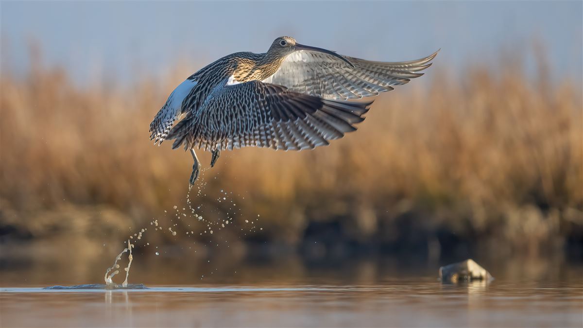 Eurasian Curlew