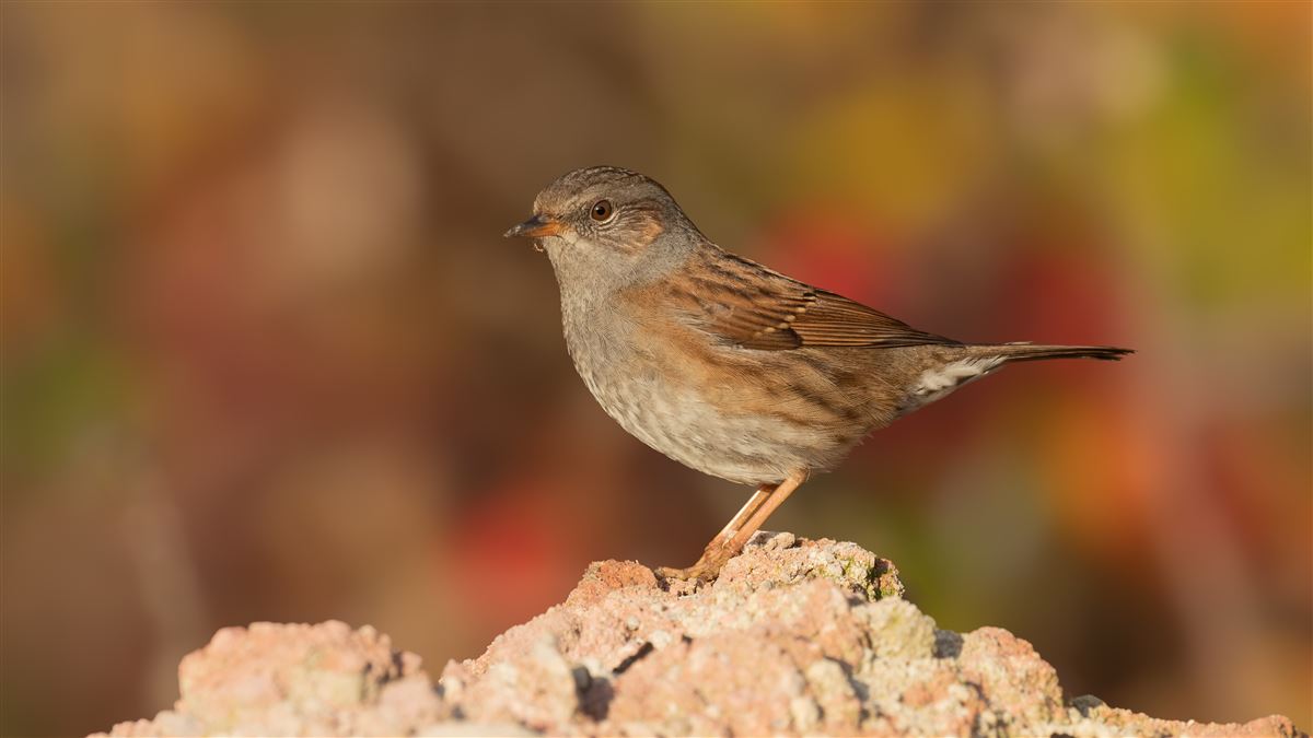 Dunnock