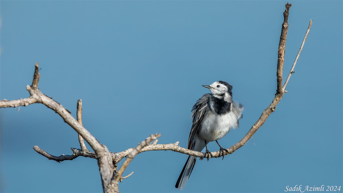 White Wagtail