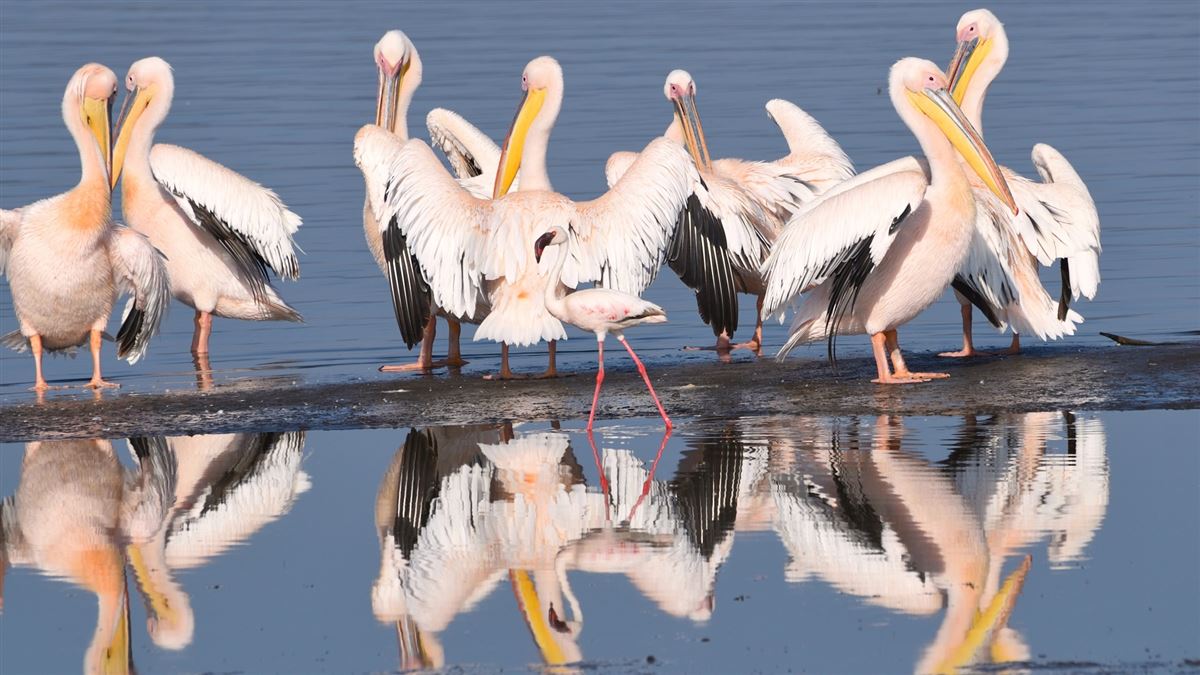 Lesser Flamingo