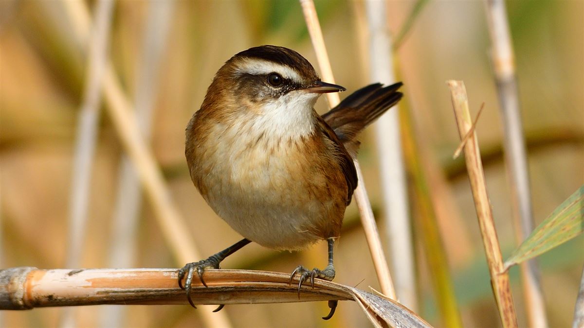 Moustached Warbler