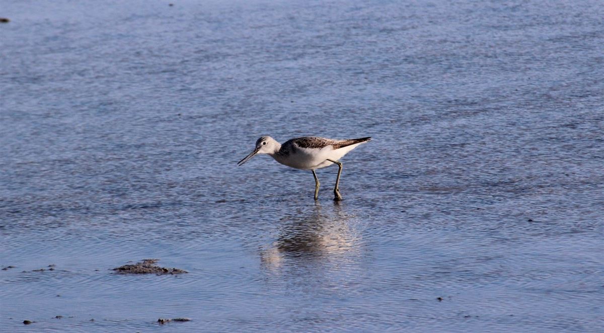 Common Greenshank