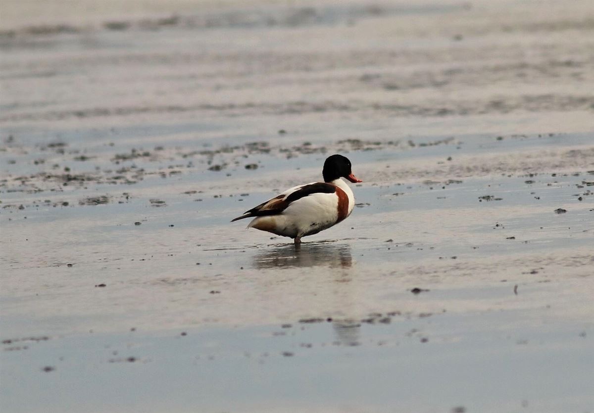 Common Shelduck