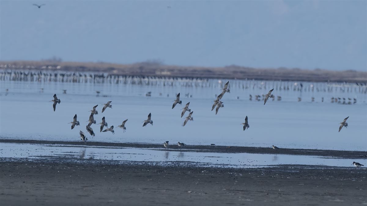 Bar-tailed Godwit