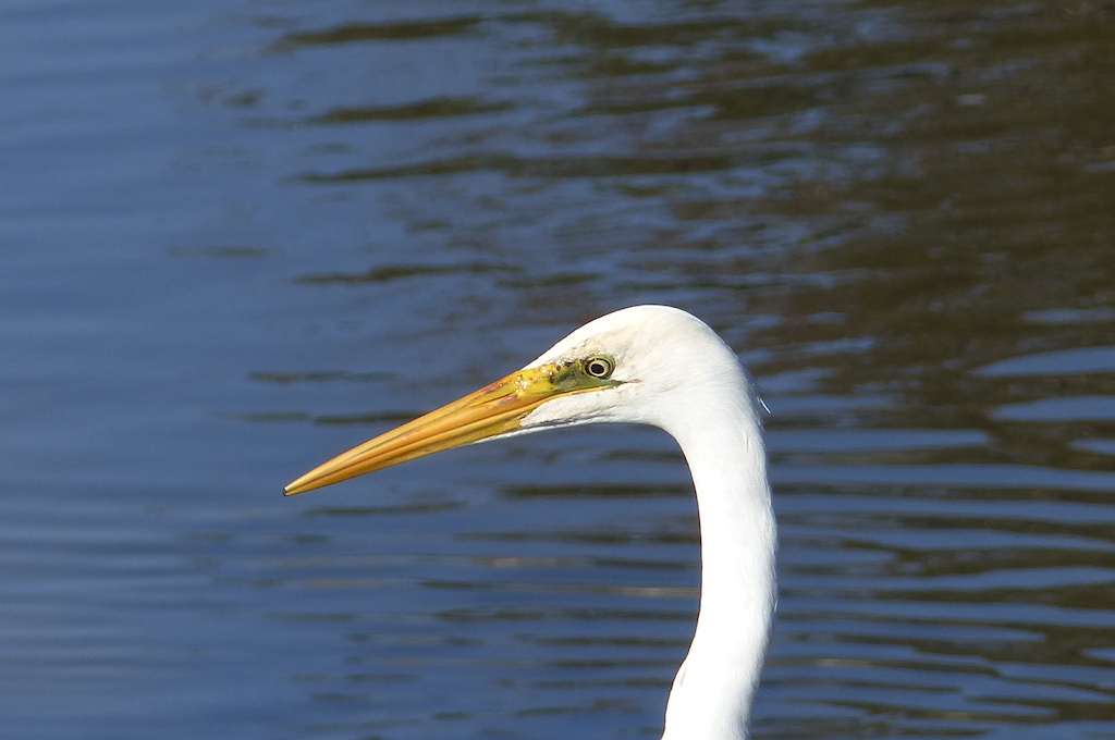 Great Egret