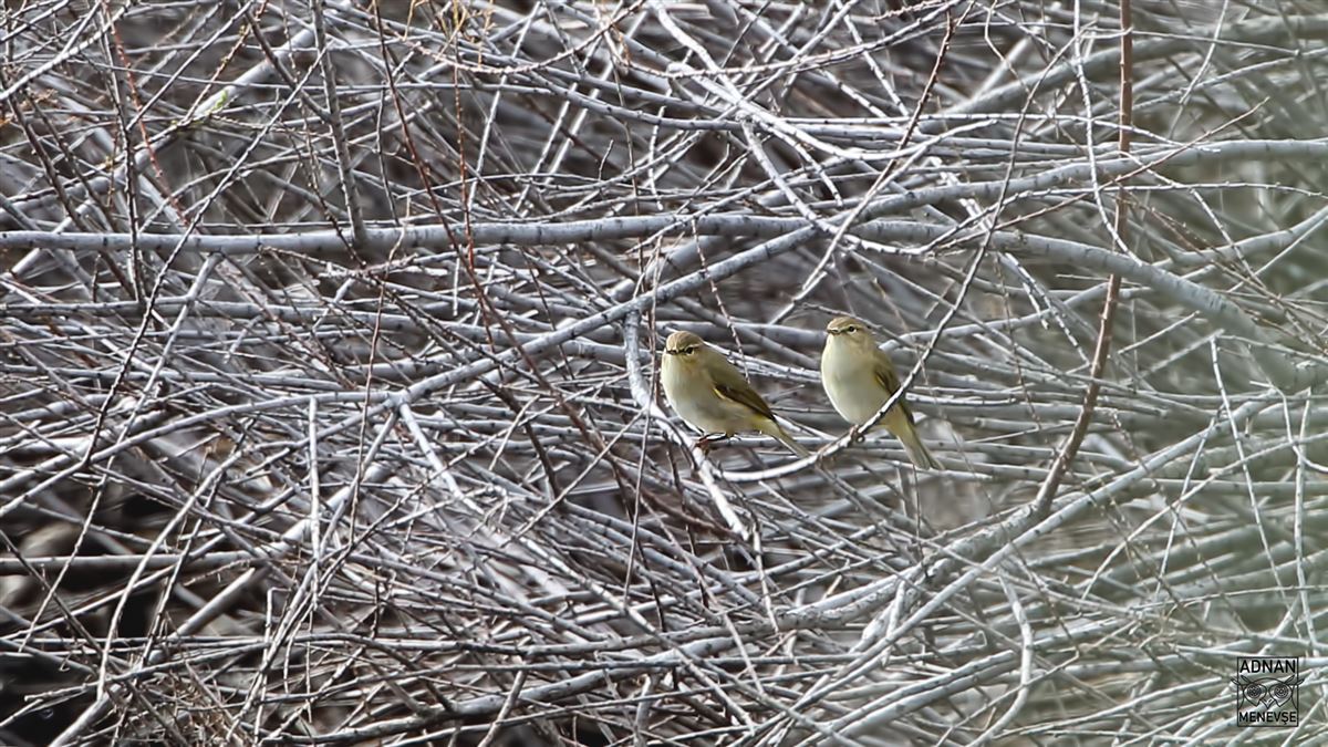 Common Chiffchaff