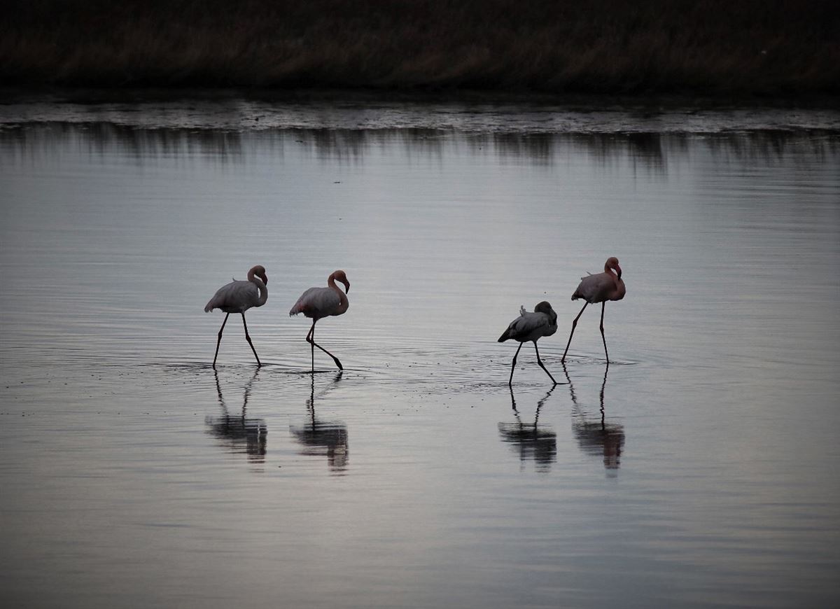 Greater Flamingo