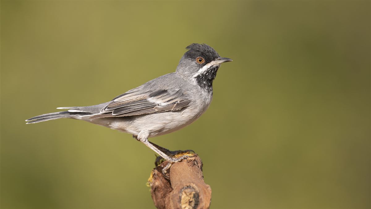 Rüppell`s Warbler