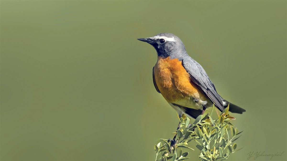 White-throated Robin