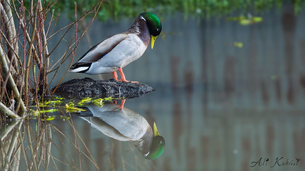 Mallard