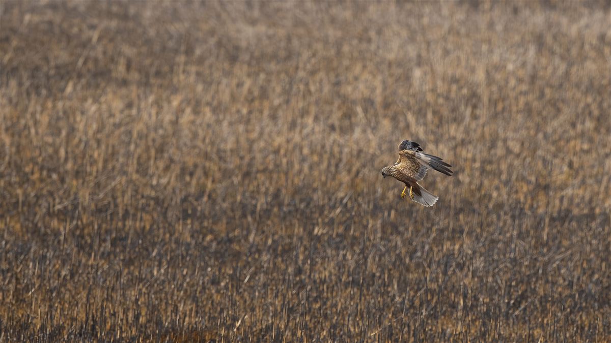 Western Marsh Harrier