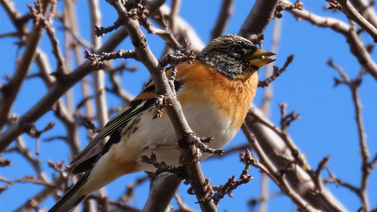 Brambling