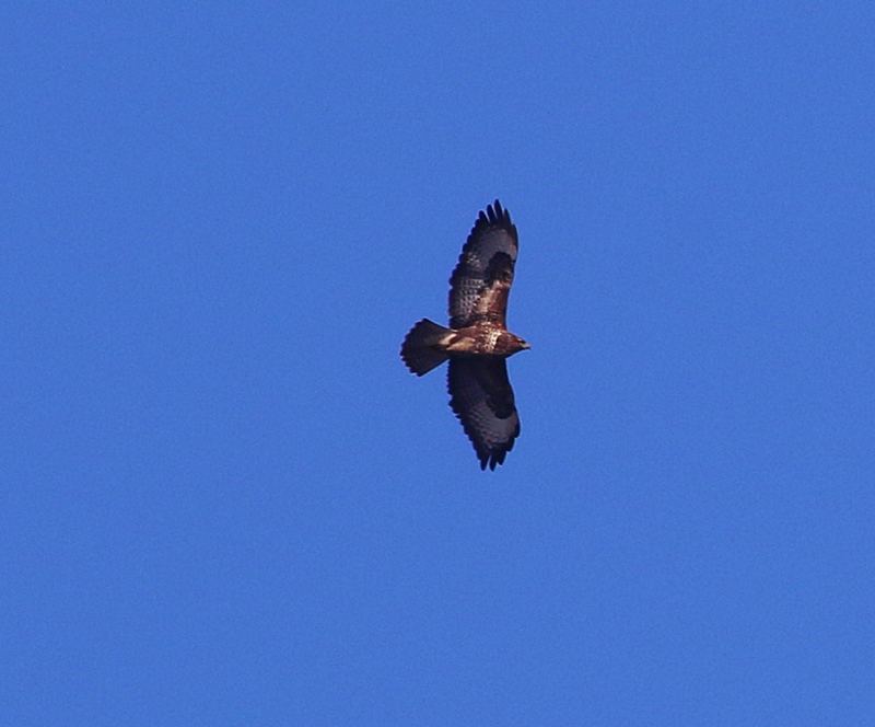 Common Buzzard
