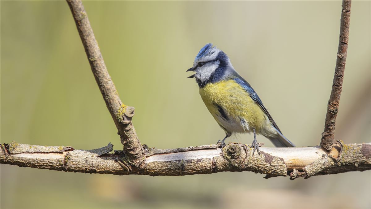 Eurasian Blue Tit