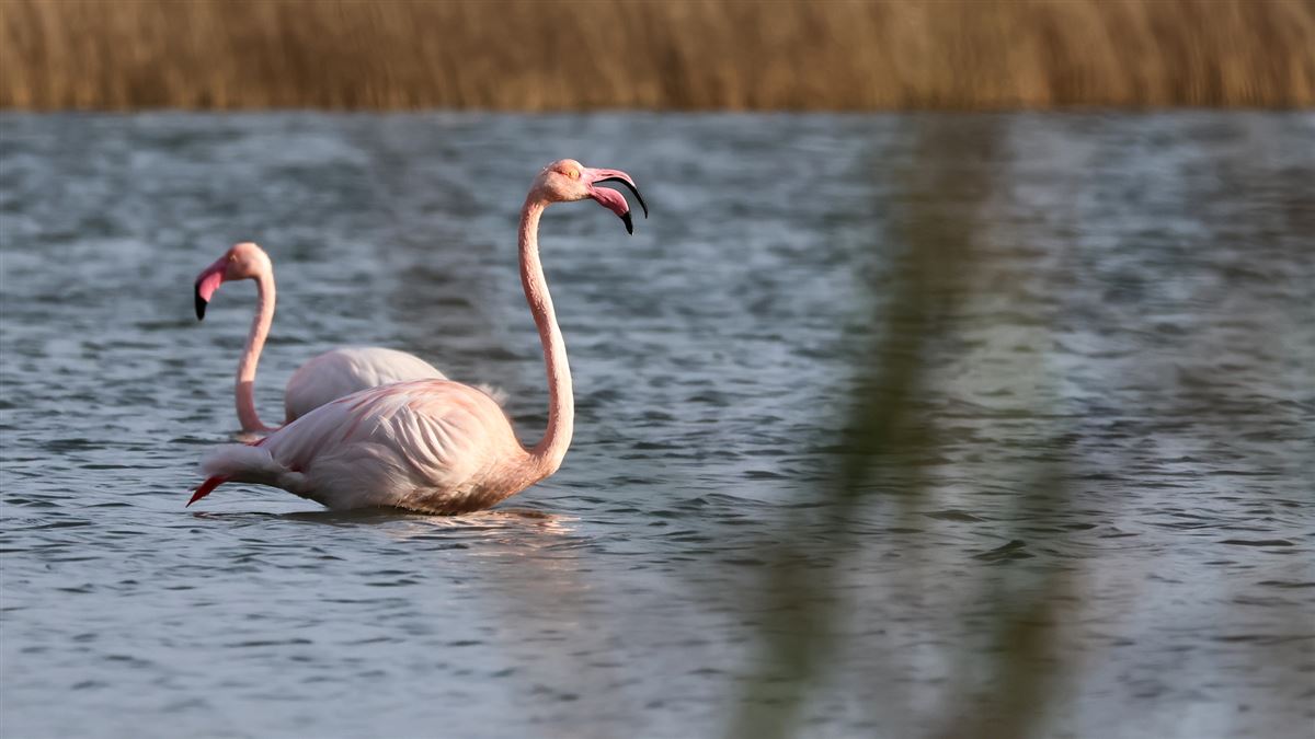 Greater Flamingo