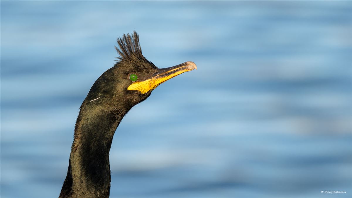 European Shag