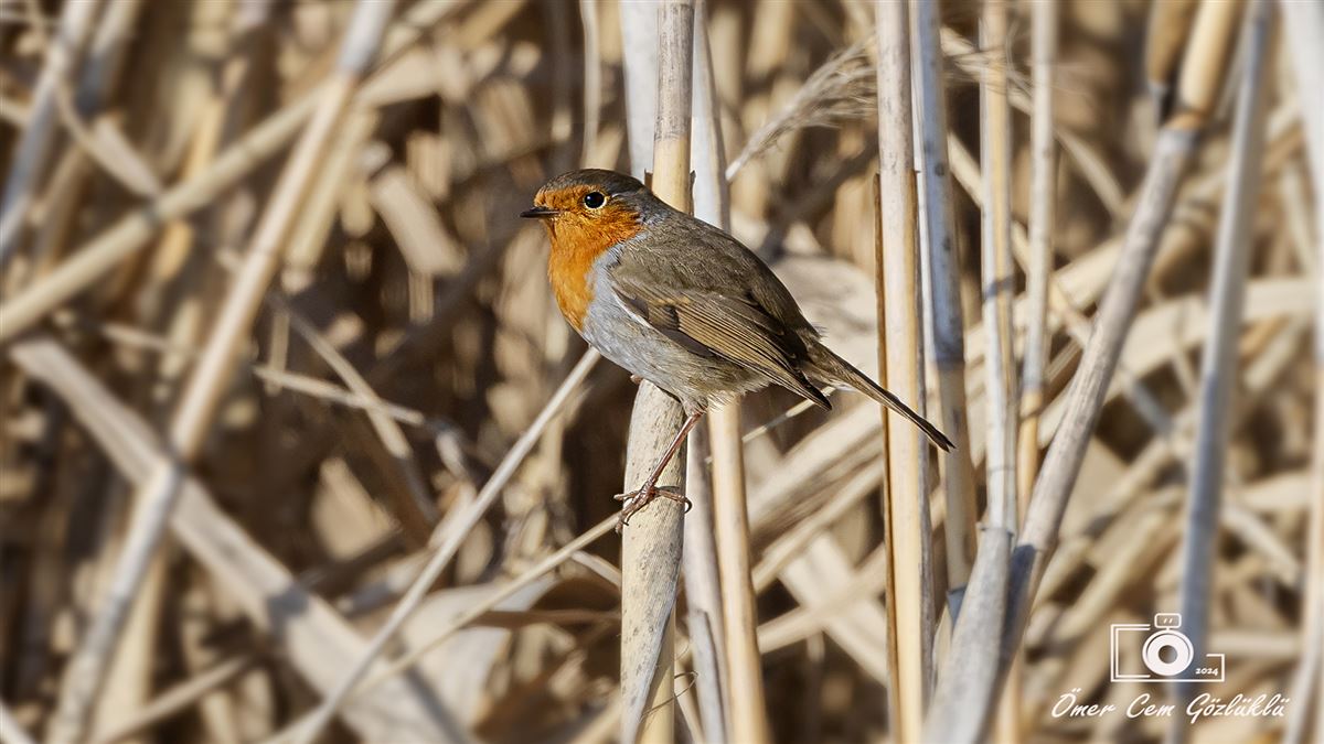 European Robin