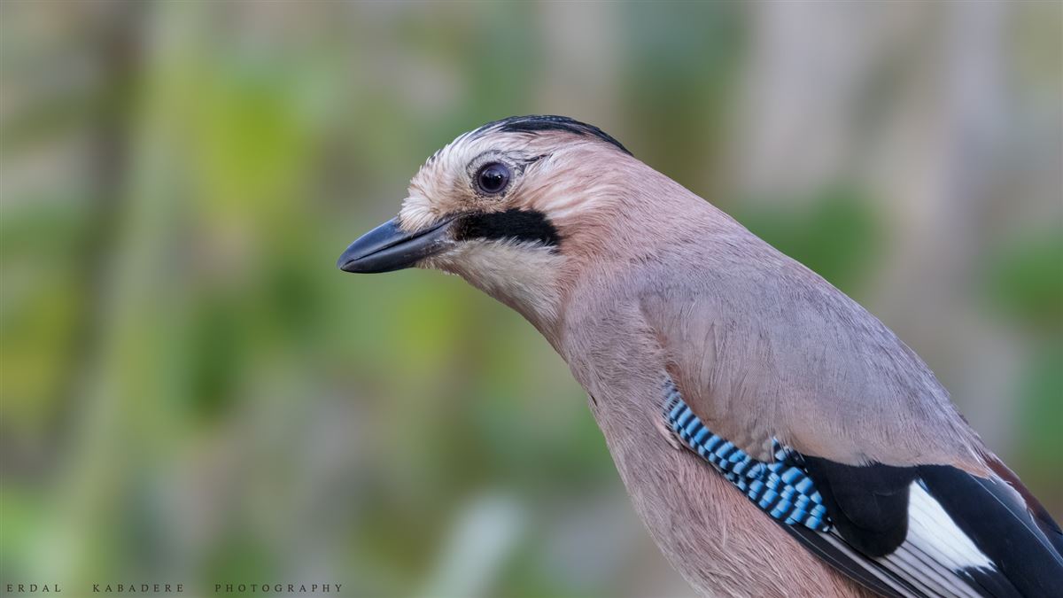 Eurasian Jay