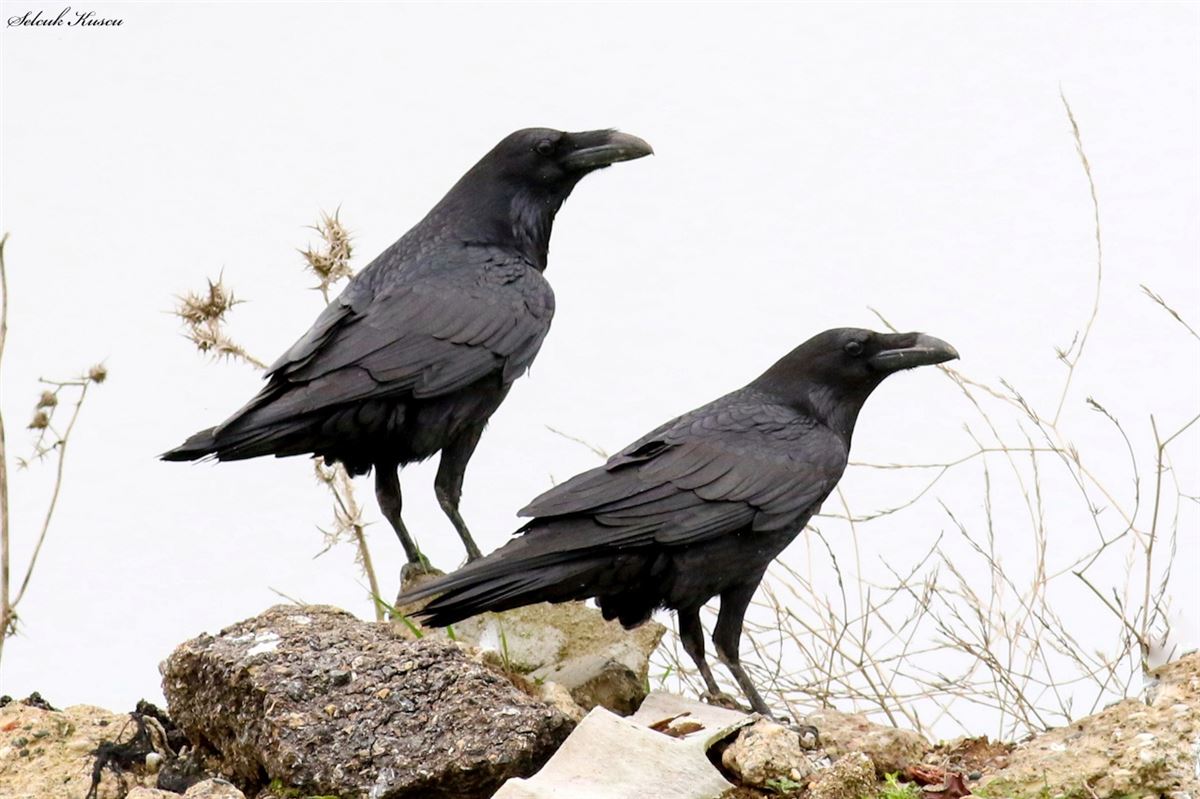 Northern Raven