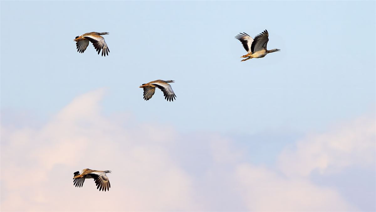 Great Bustard