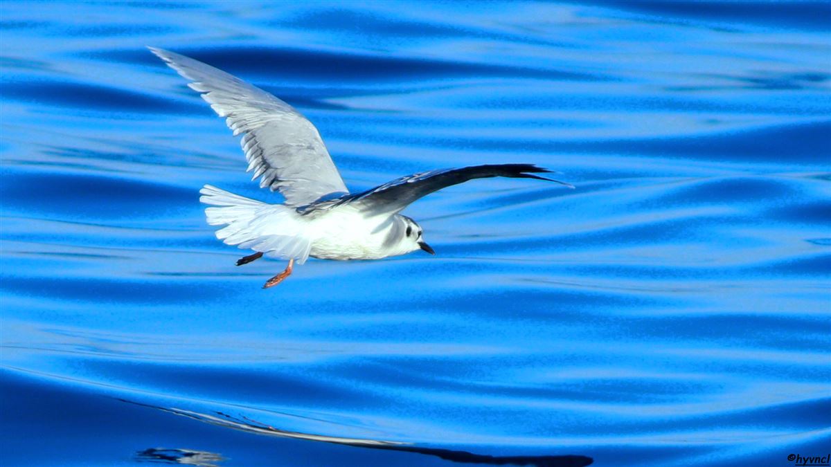 Little Gull