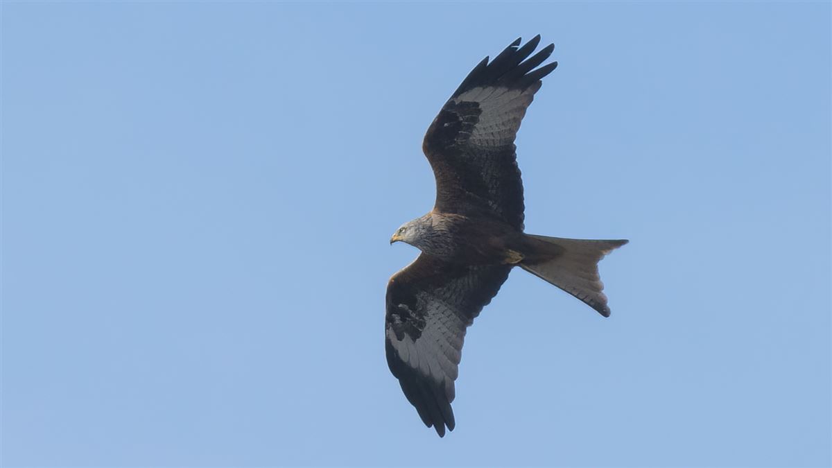 Red Kite