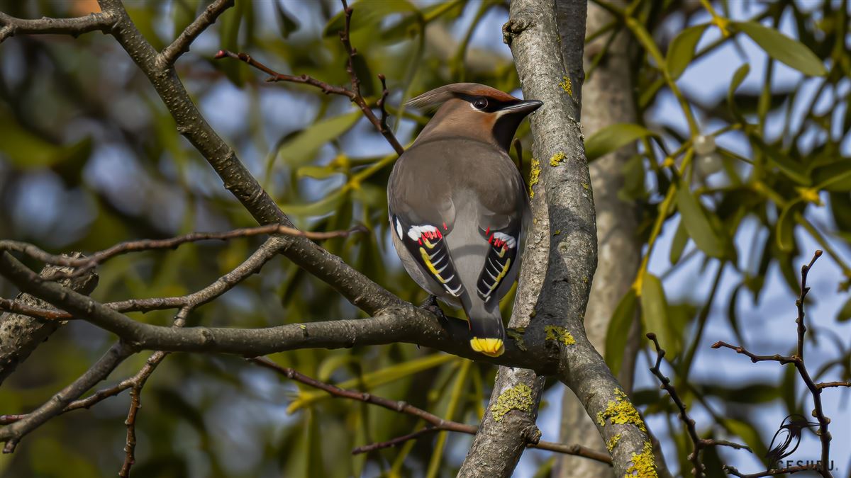 Bohemian Waxwing