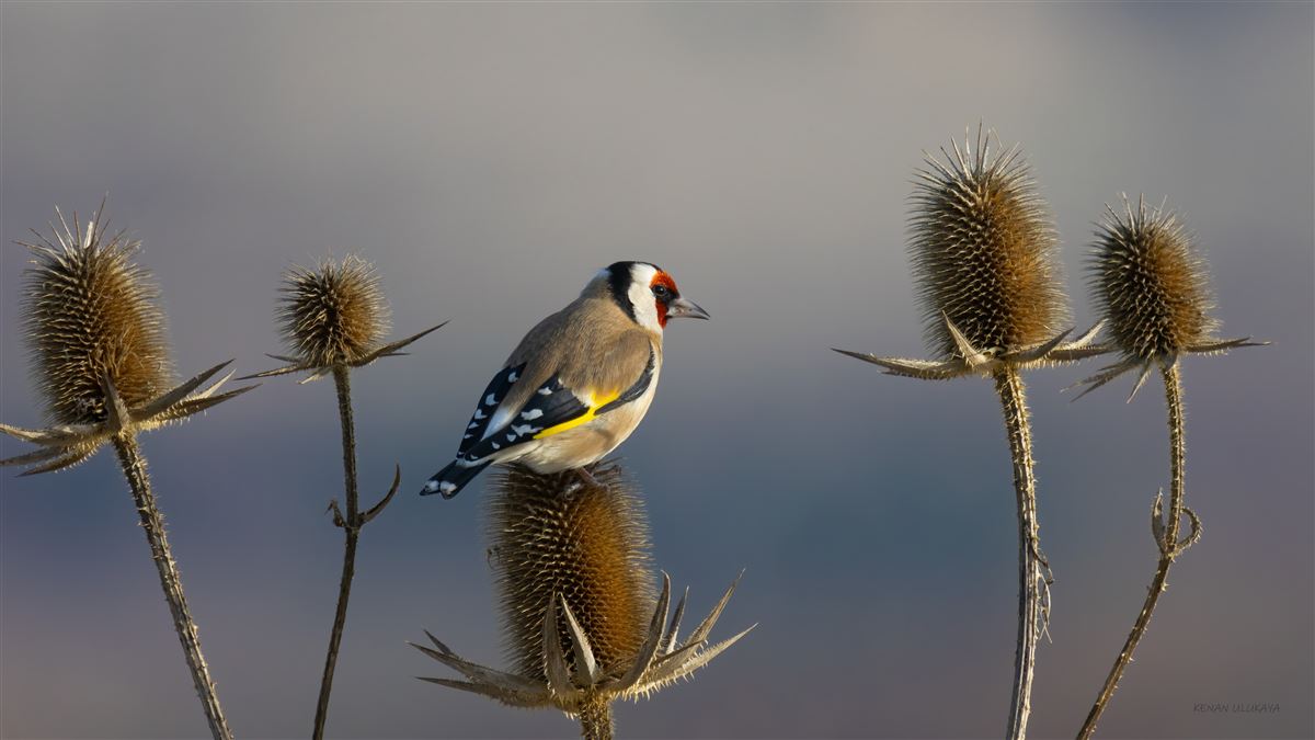 European Goldfinch