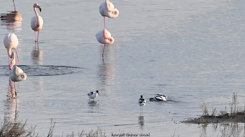 Pied Avocet