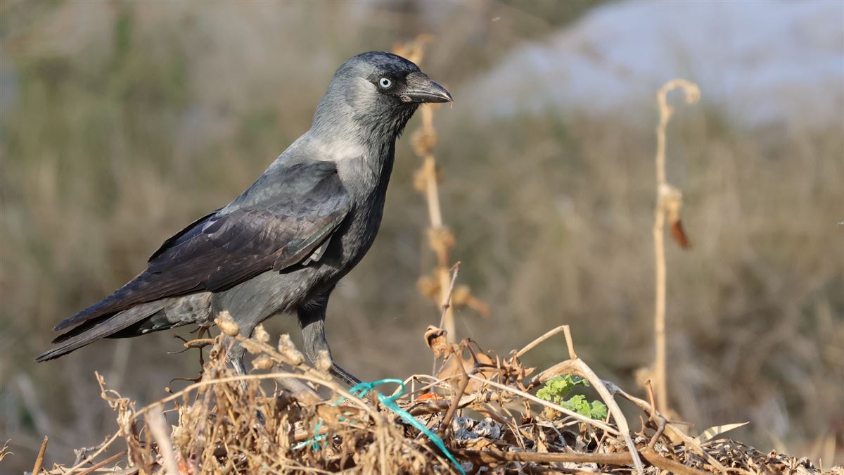 Western Jackdaw