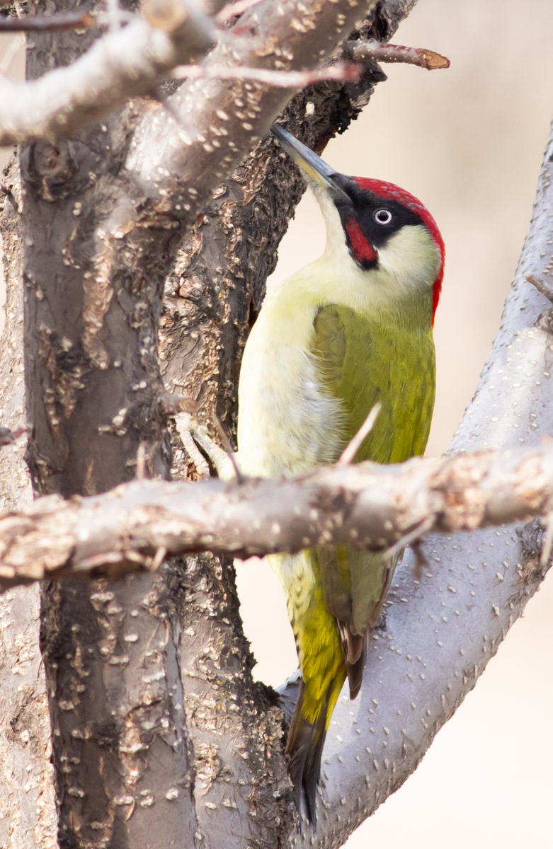 European Green Woodpecker