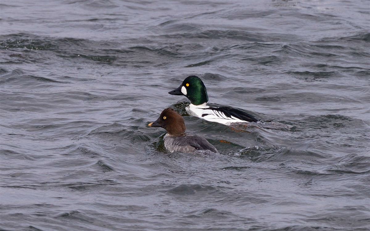 Common Goldeneye