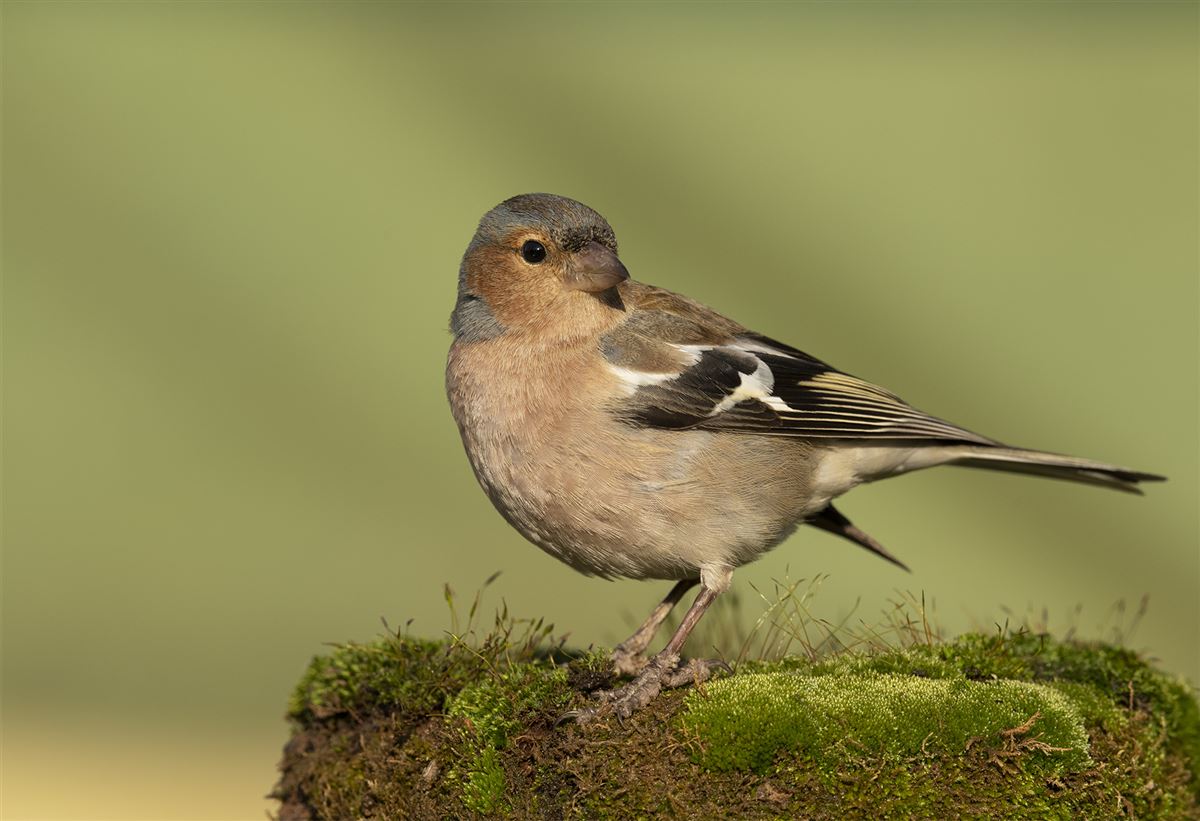 Eurasian Chaffinch
