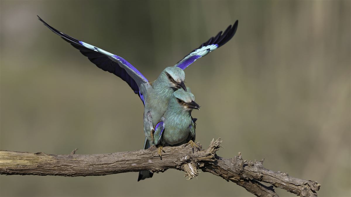 European Roller