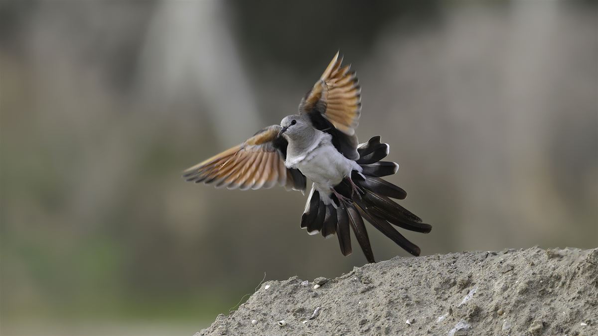 Namaqua Dove