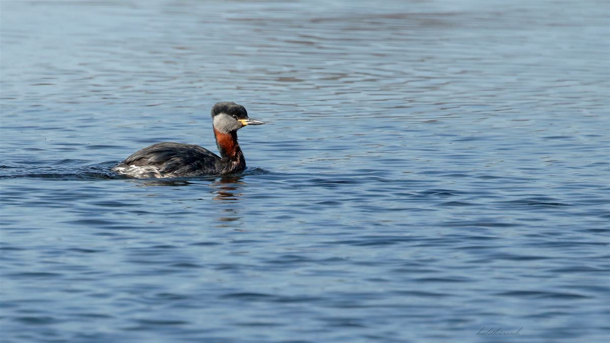 Red-necked Grebe