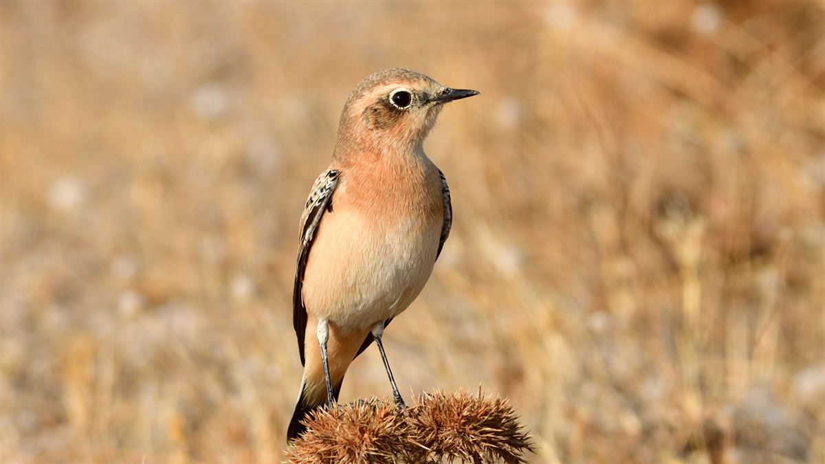 Northern Wheatear