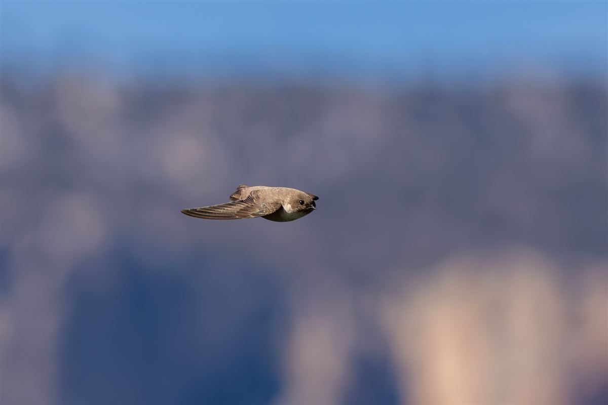 Eurasian Crag Martin