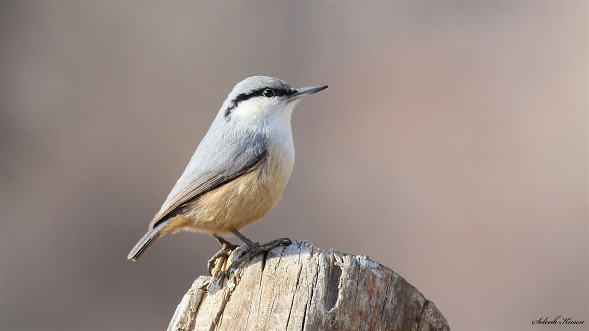 Western Rock Nuthatch
